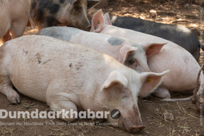 Pig Kidney Transplant